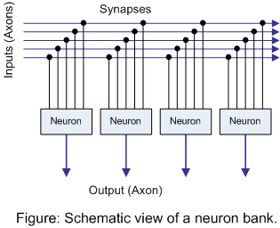 Figure: Schematic view of neuron bank.